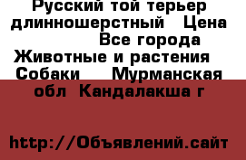 Русский той-терьер длинношерстный › Цена ­ 7 000 - Все города Животные и растения » Собаки   . Мурманская обл.,Кандалакша г.